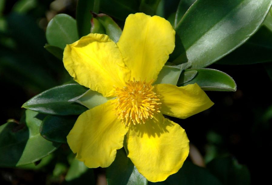 6 Yellow Flowers Hoselink